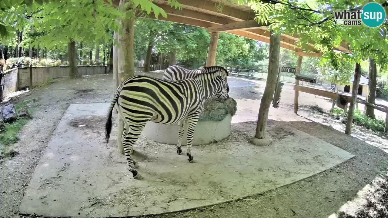 Live webcam Zebras in Ljubljana ZOO – Slovenia