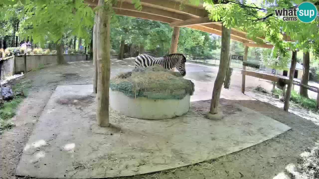 Live webcam Les zèbres in Ljubljana ZOO – Slovénie