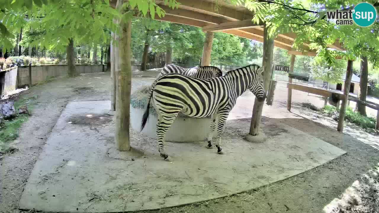 Live Webcam Zebras in Ljubljana ZOO – Slowenien