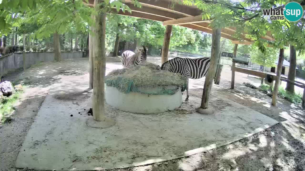 Live webcam Zebras in Ljubljana ZOO – Slovenia