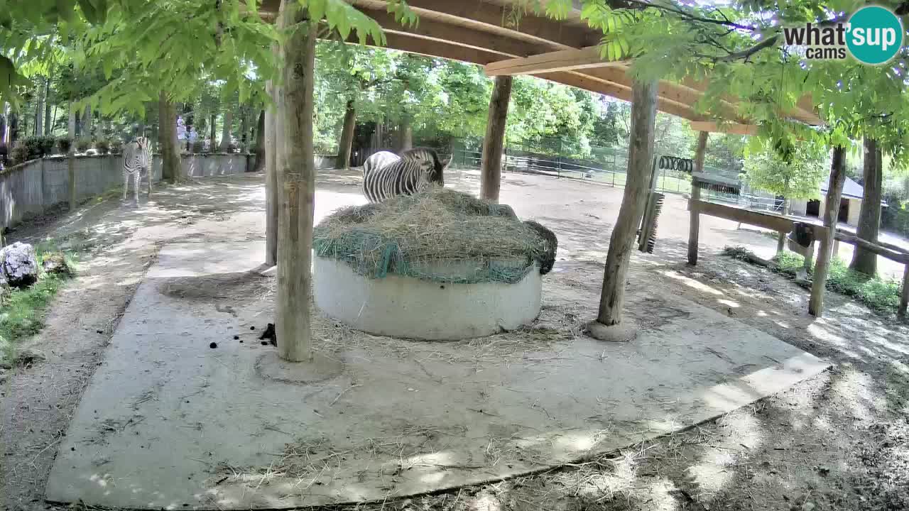 Camera en vivo Cebras in Ljubljana ZOO – Eslovenia