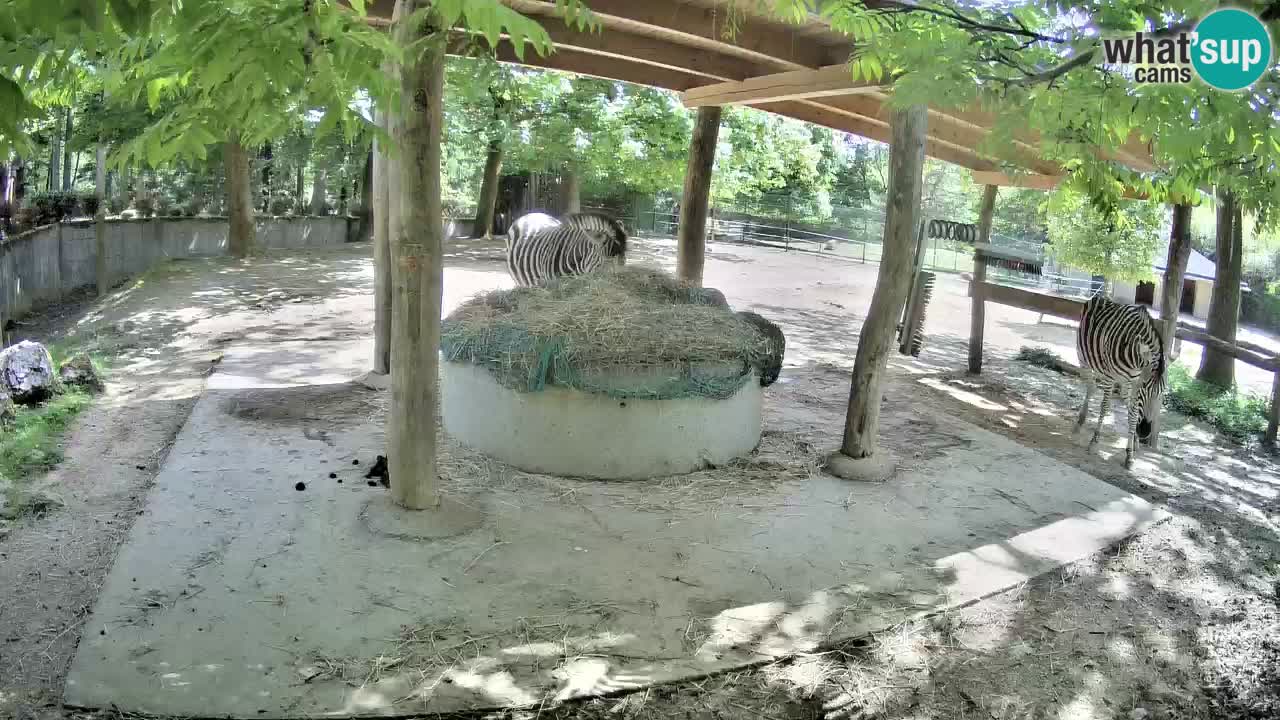 Live webcam Zebras in Ljubljana ZOO – Slovenia
