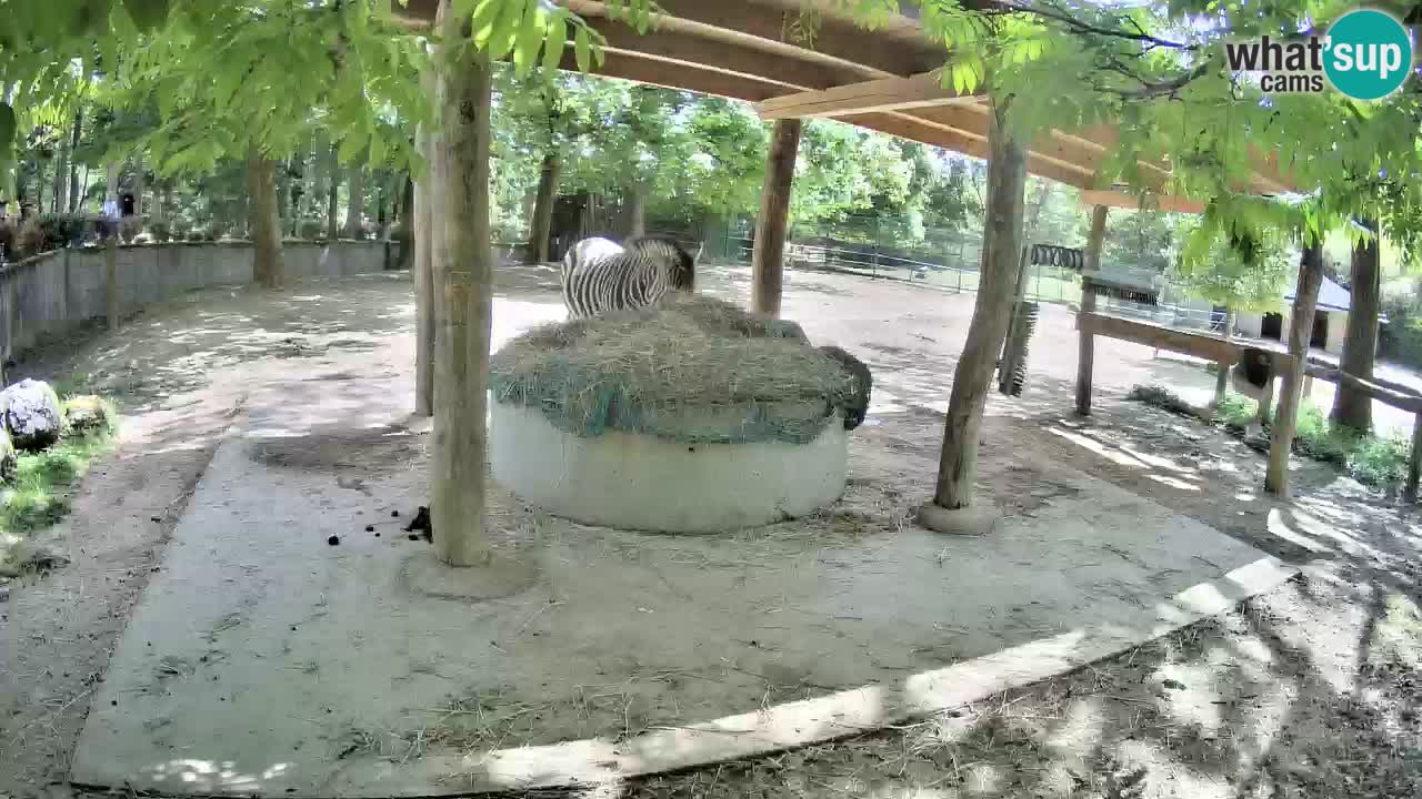 Live Webcam Zebras in Ljubljana ZOO – Slowenien