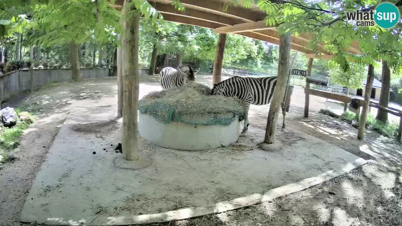 Web kamera uživo Zebras u ZOO Ljubljana – Slovenija