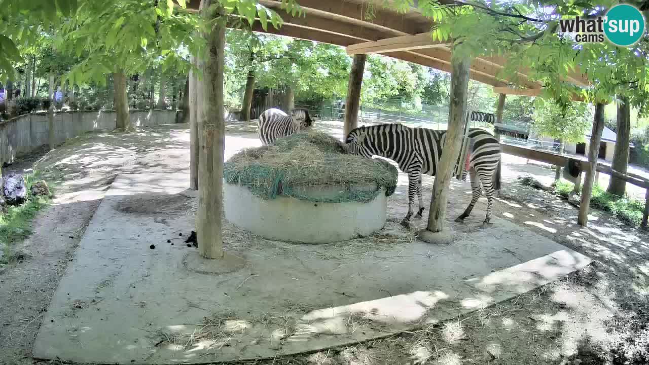 Camera en vivo Cebras in Ljubljana ZOO – Eslovenia