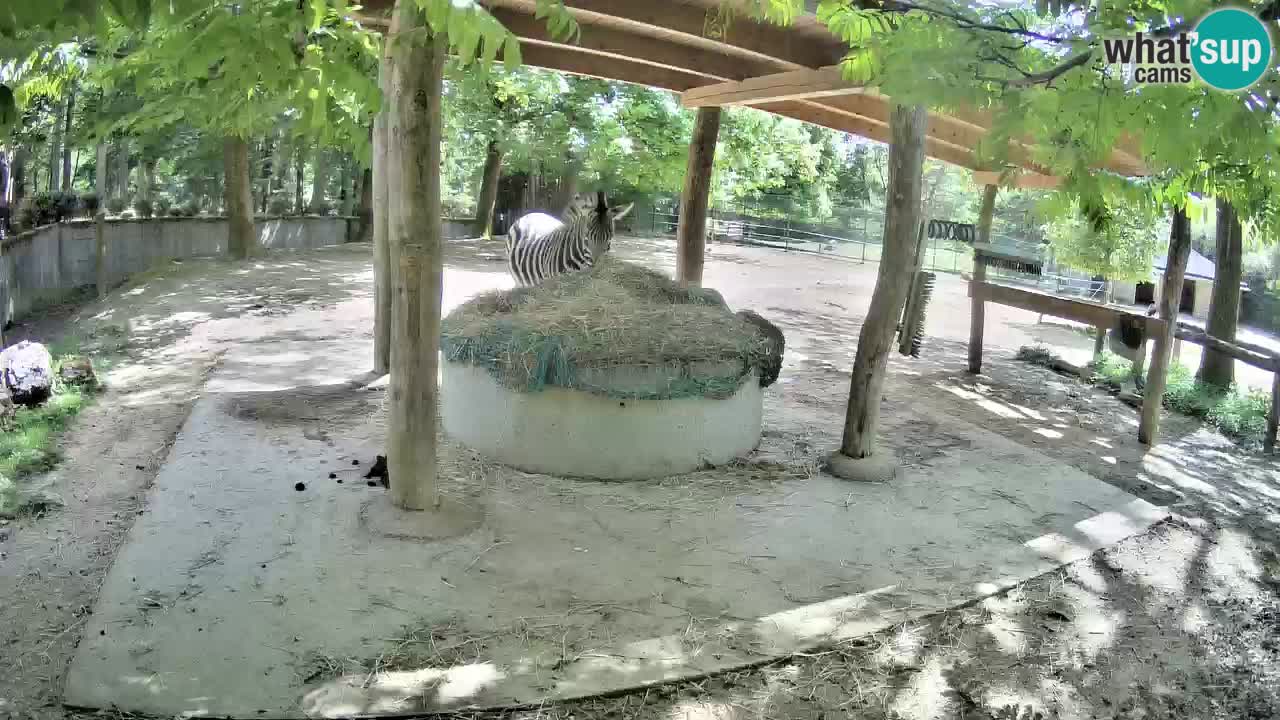 Live webcam Zebras in Ljubljana ZOO – Slovenia