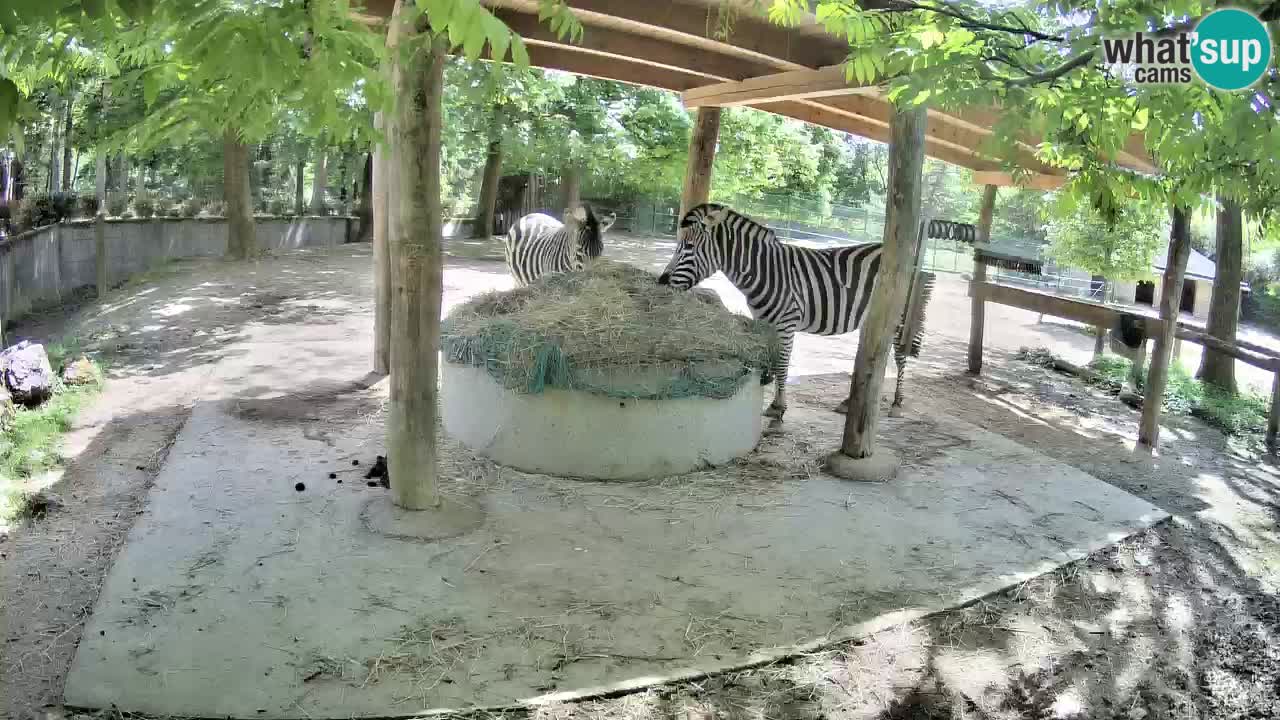 Live Webcam Zebras in Ljubljana ZOO – Slowenien