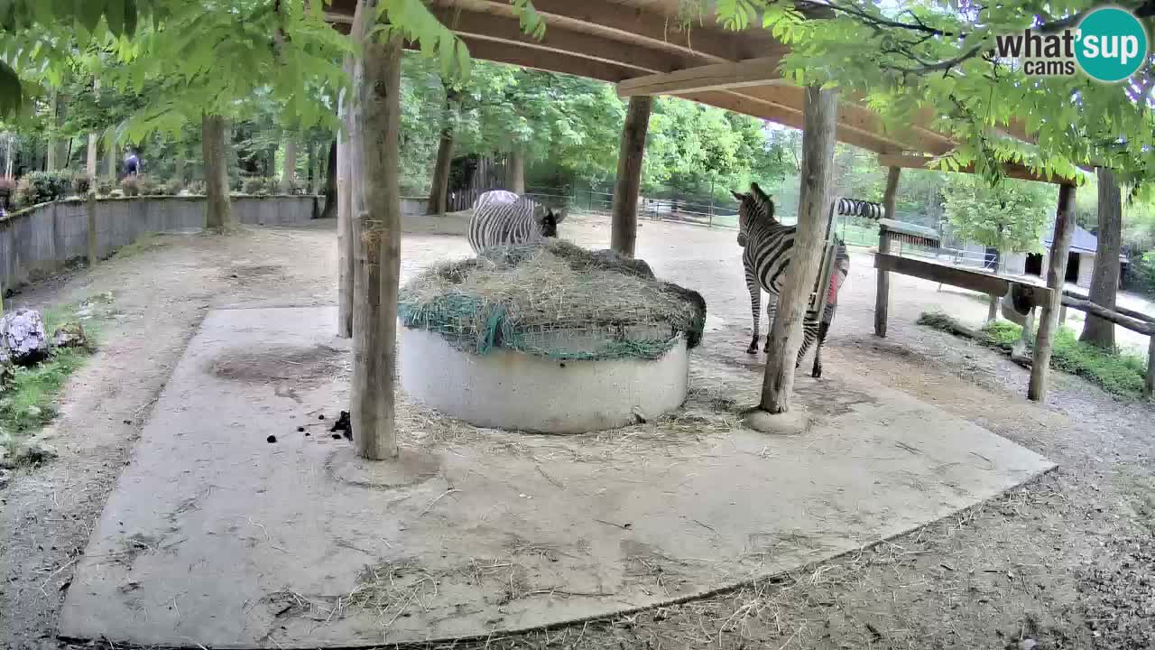 Live webcam Les zèbres in Ljubljana ZOO – Slovénie
