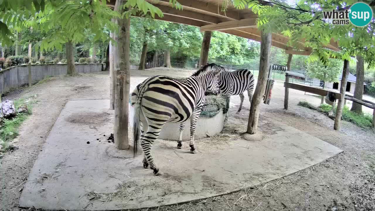 Live webcam Les zèbres in Ljubljana ZOO – Slovénie