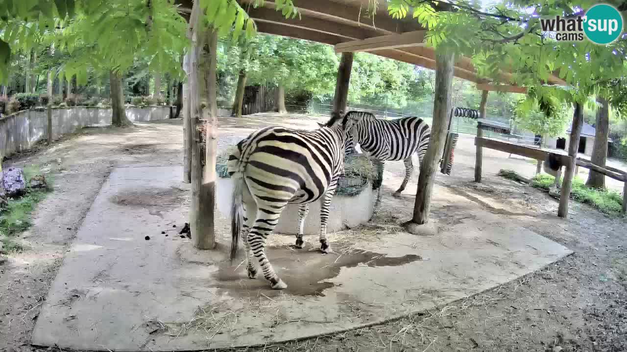 Zebre v živo v živalskem vrtu Ljubljana ZOO spletne kamere