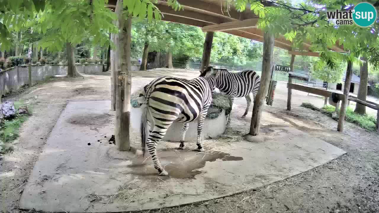 Camera en vivo Cebras in Ljubljana ZOO – Eslovenia