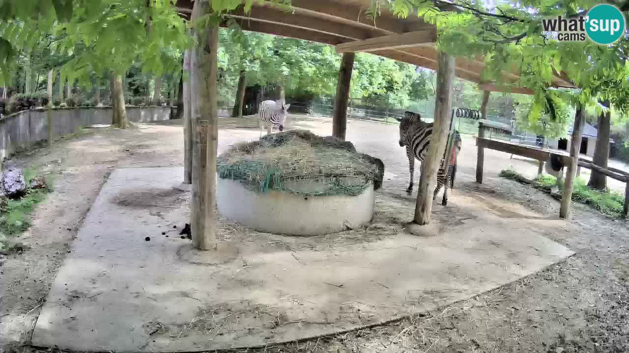 Zebre v živo v živalskem vrtu Ljubljana ZOO spletne kamere