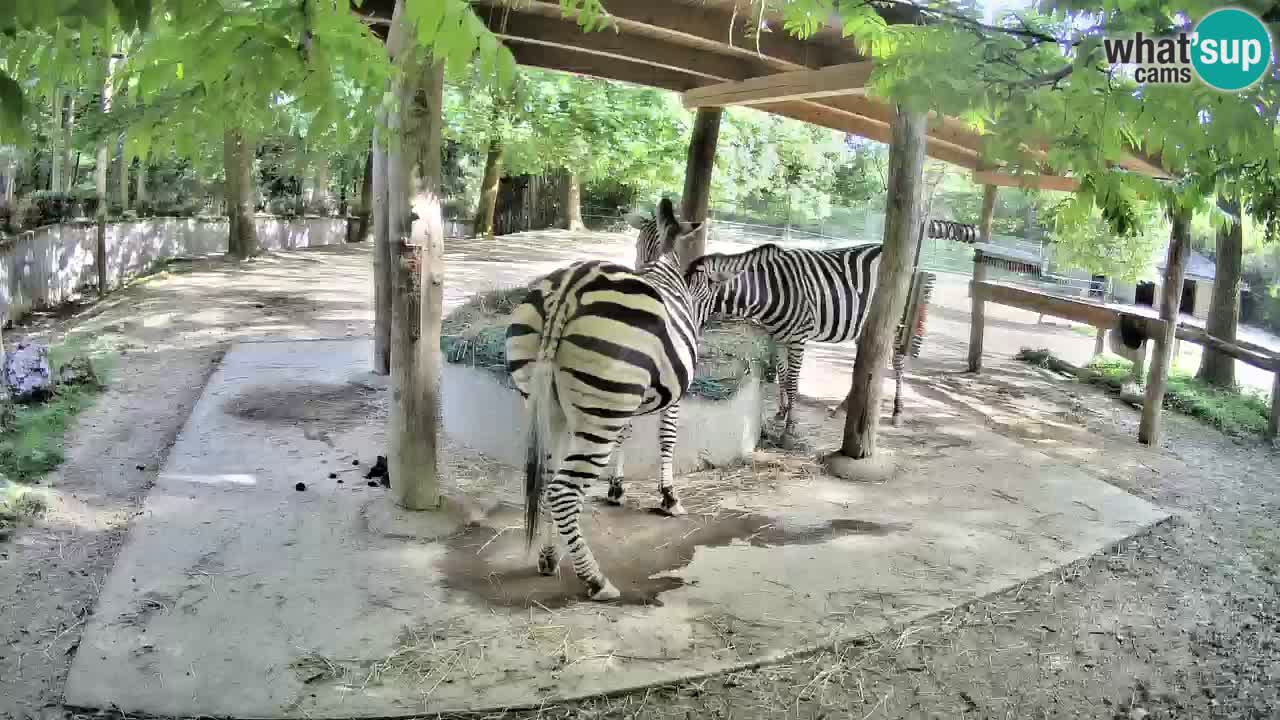 Camera en vivo Cebras in Ljubljana ZOO – Eslovenia