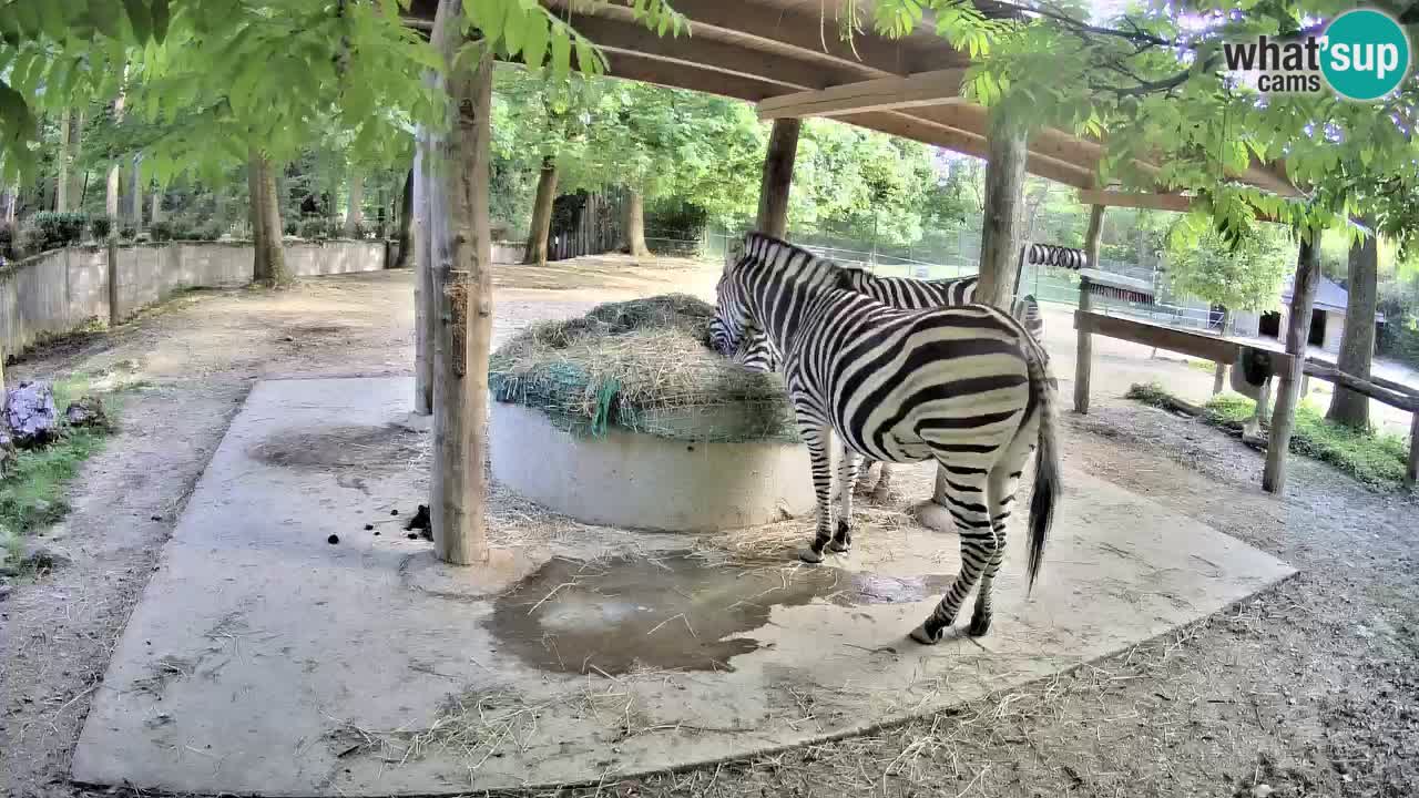 Live webcam Les zèbres in Ljubljana ZOO – Slovénie