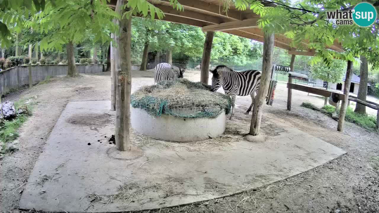 Zebre v živo v živalskem vrtu Ljubljana ZOO spletne kamere