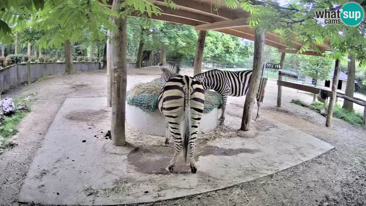 Live webcam Les zèbres in Ljubljana ZOO – Slovénie