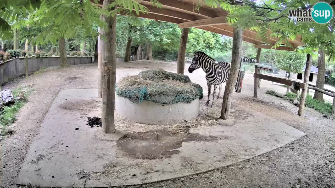 Le Zebre nello ZOO di Ljubljana – Slovenia Live webcam