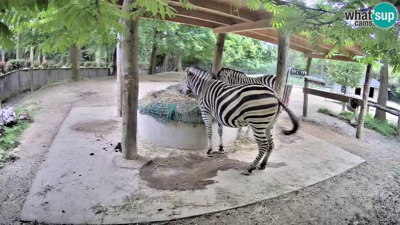 Camera en vivo Cebras in Ljubljana ZOO – Eslovenia