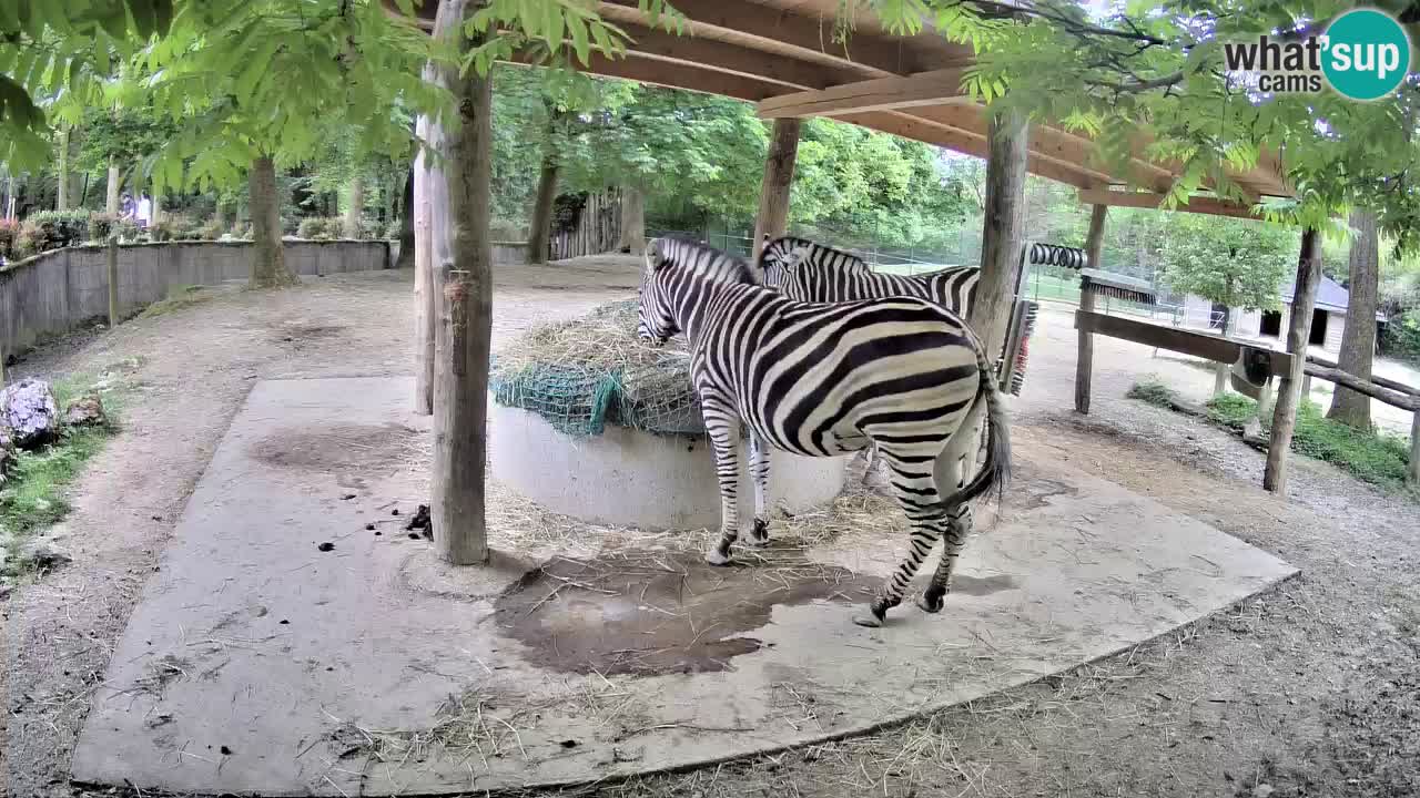 Zebre v živo v živalskem vrtu Ljubljana ZOO spletne kamere