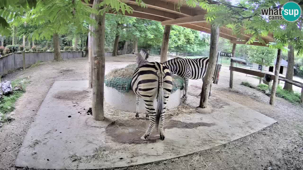 Camera en vivo Cebras in Ljubljana ZOO – Eslovenia