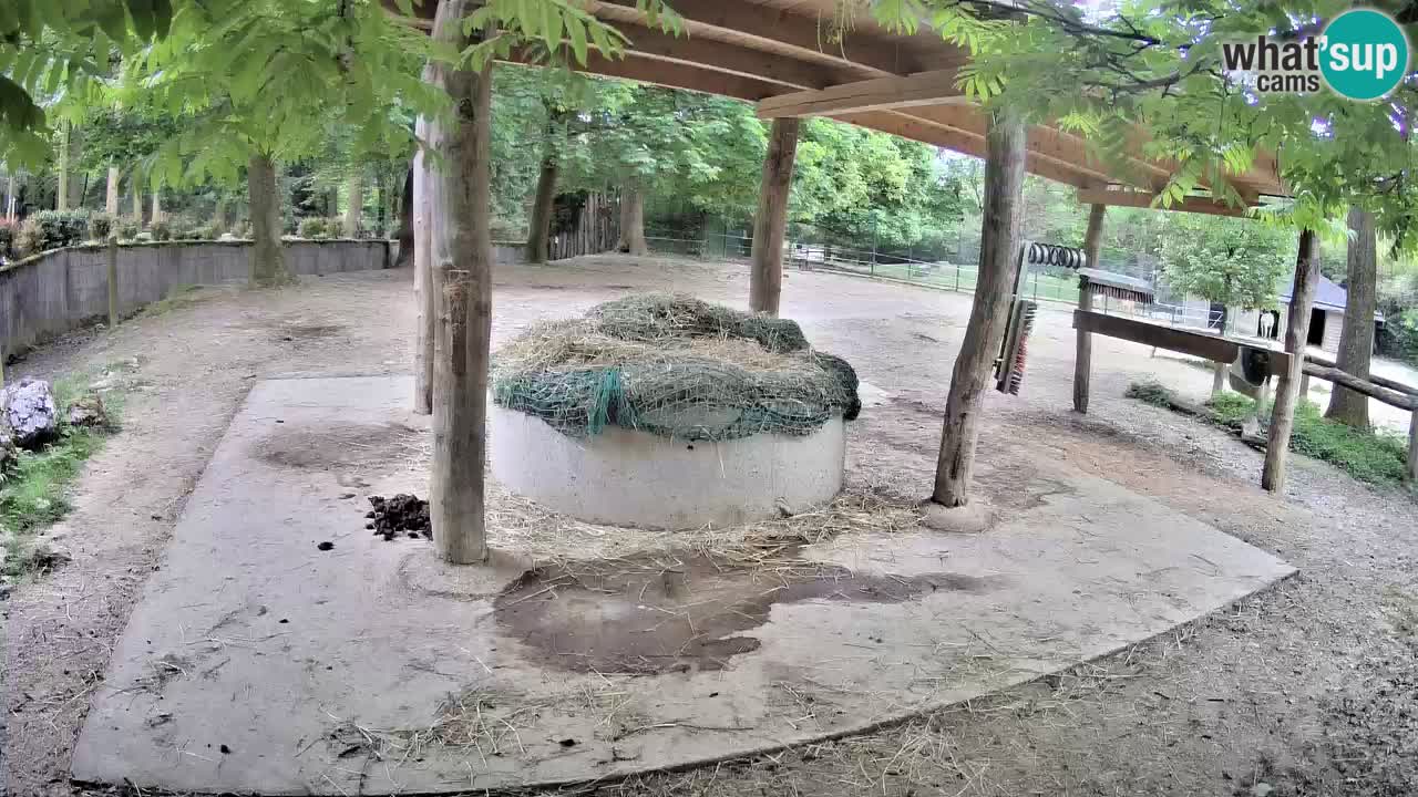 Zebre v živo v živalskem vrtu Ljubljana ZOO spletne kamere