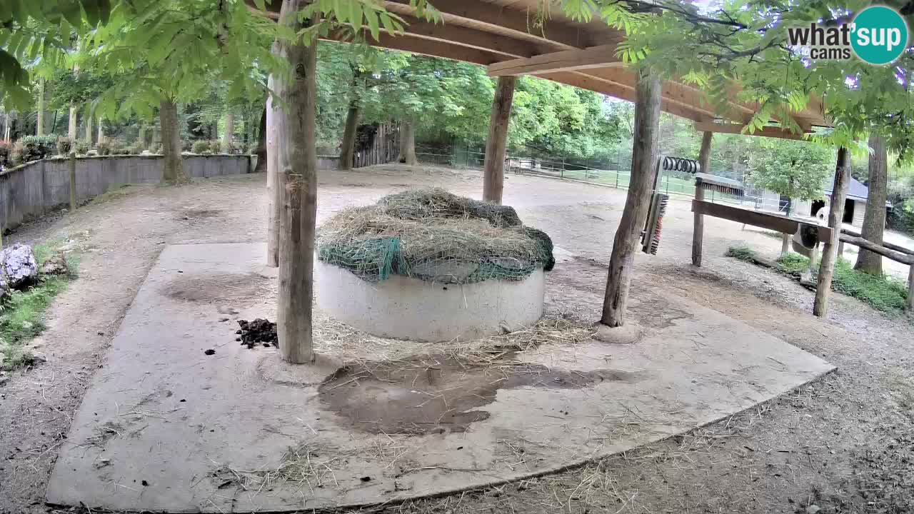 Live webcam Les zèbres in Ljubljana ZOO – Slovénie