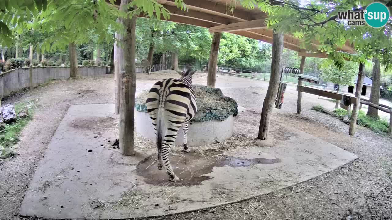 Live webcam Zebras in Ljubljana ZOO – Slovenia