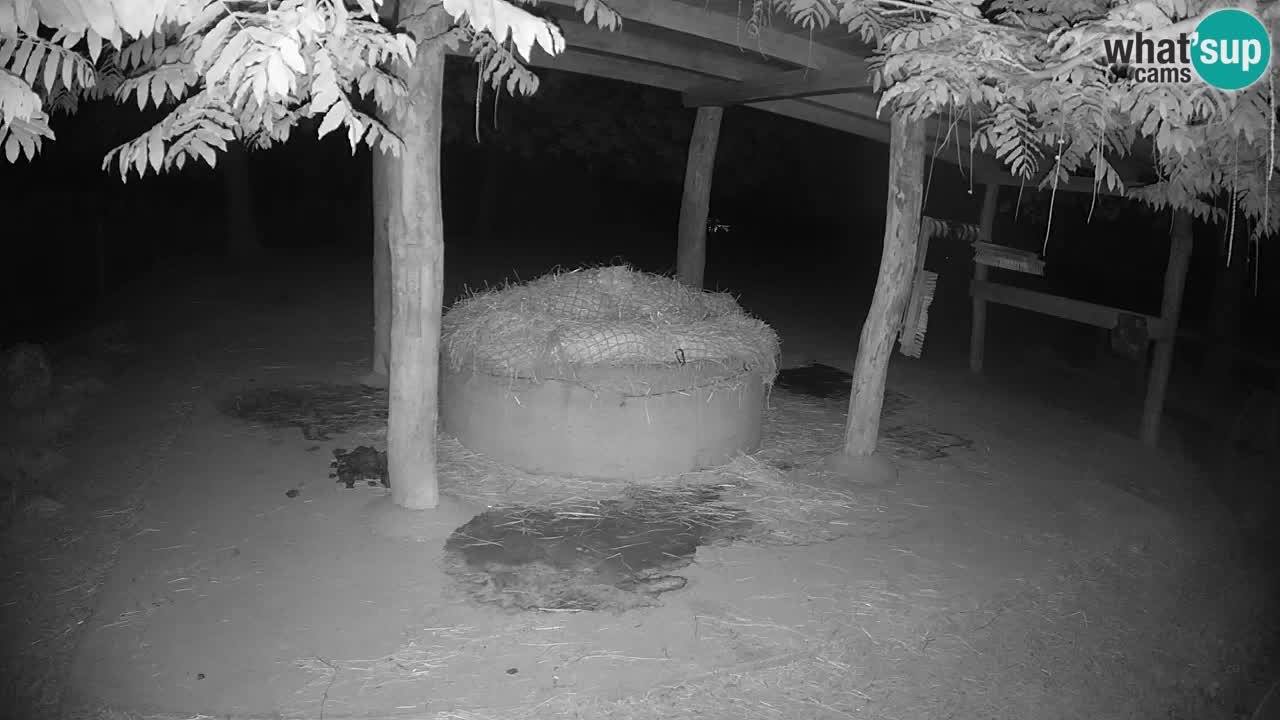 Live webcam Zebras in Ljubljana ZOO – Slovenia