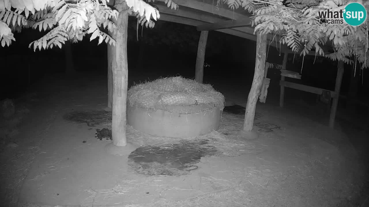 Le Zebre nello ZOO di Ljubljana – Slovenia Live webcam