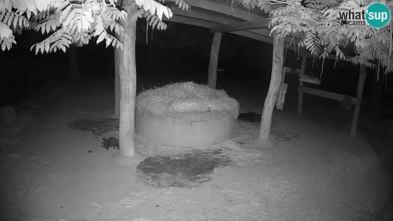 Zebre v živo v živalskem vrtu Ljubljana ZOO spletne kamere
