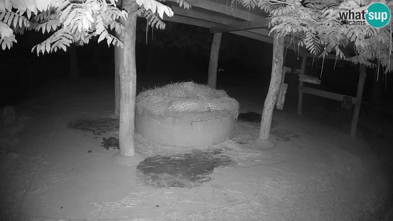 Le Zebre nello ZOO di Ljubljana – Slovenia Live webcam