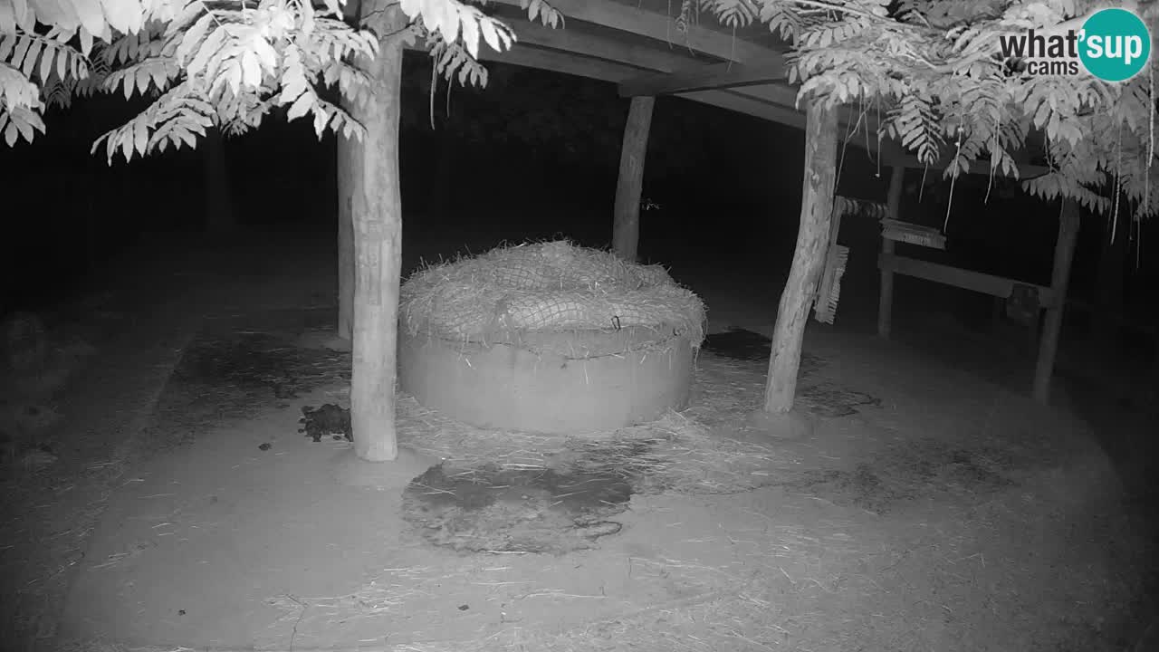 Live webcam Les zèbres in Ljubljana ZOO – Slovénie