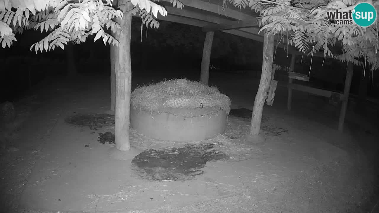 Live webcam Les zèbres in Ljubljana ZOO – Slovénie