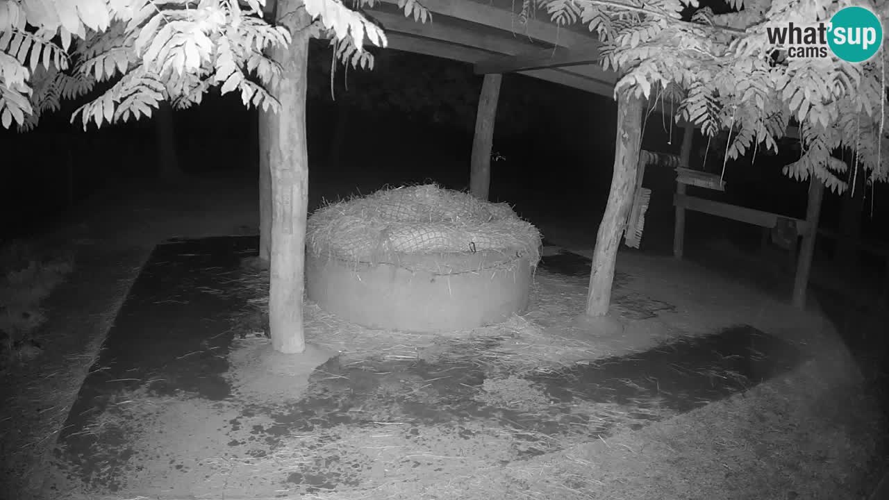 Live Webcam Zebras in Ljubljana ZOO – Slowenien