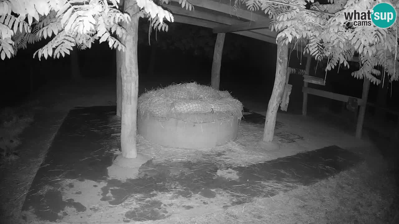 Le Zebre nello ZOO di Ljubljana – Slovenia Live webcam