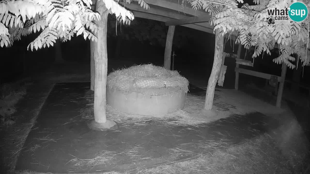 Le Zebre nello ZOO di Ljubljana – Slovenia Live webcam