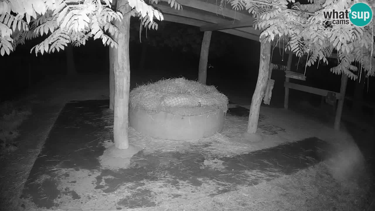 Le Zebre nello ZOO di Ljubljana – Slovenia Live webcam