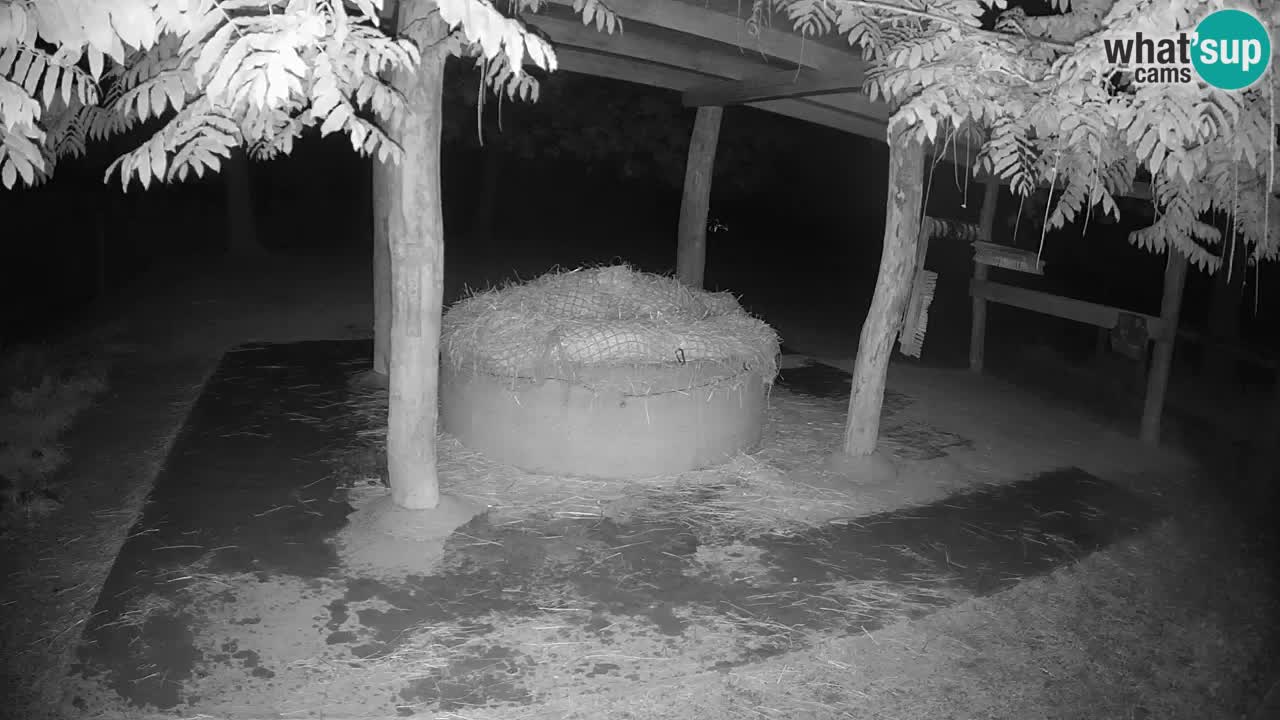 Camera en vivo Cebras in Ljubljana ZOO – Eslovenia