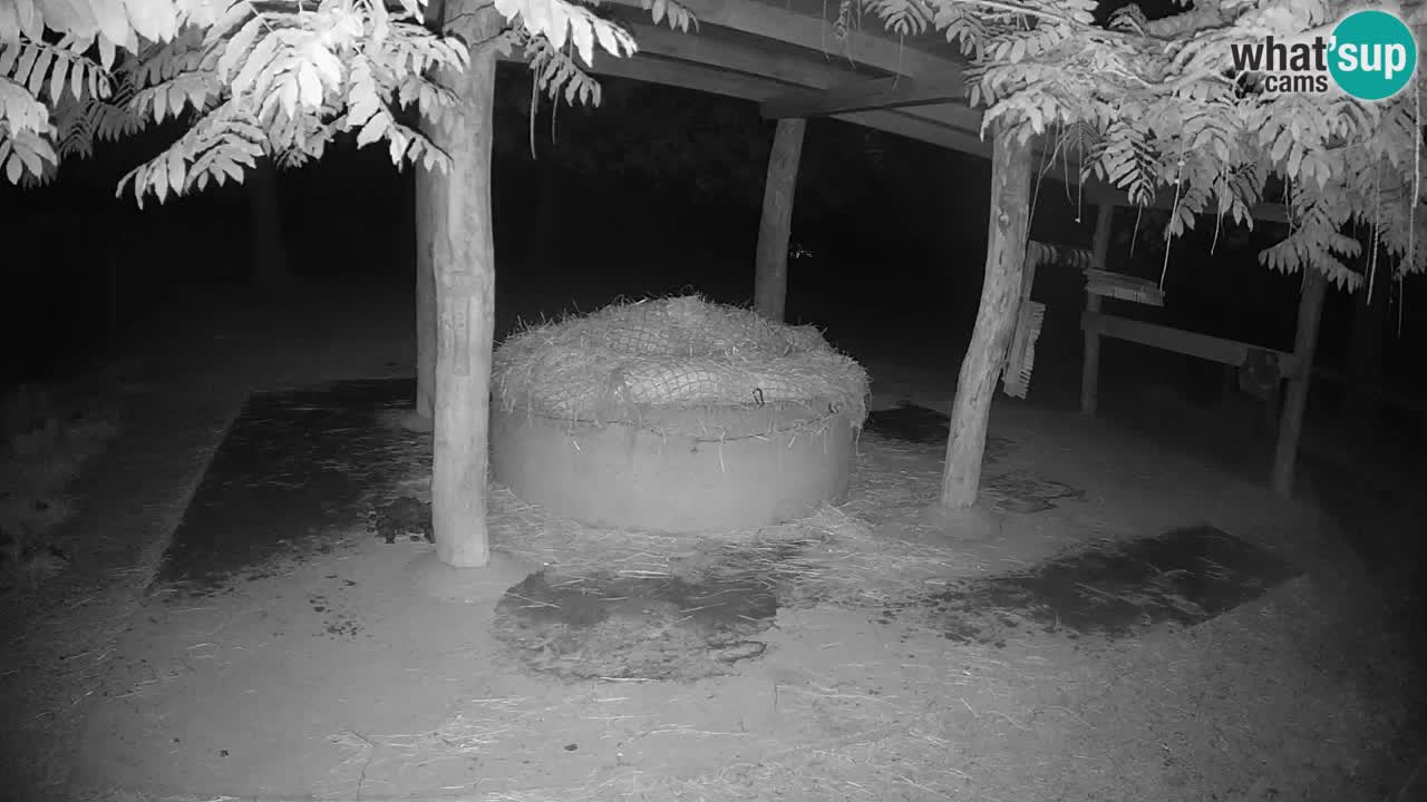 Live webcam Zebras in Ljubljana ZOO – Slovenia