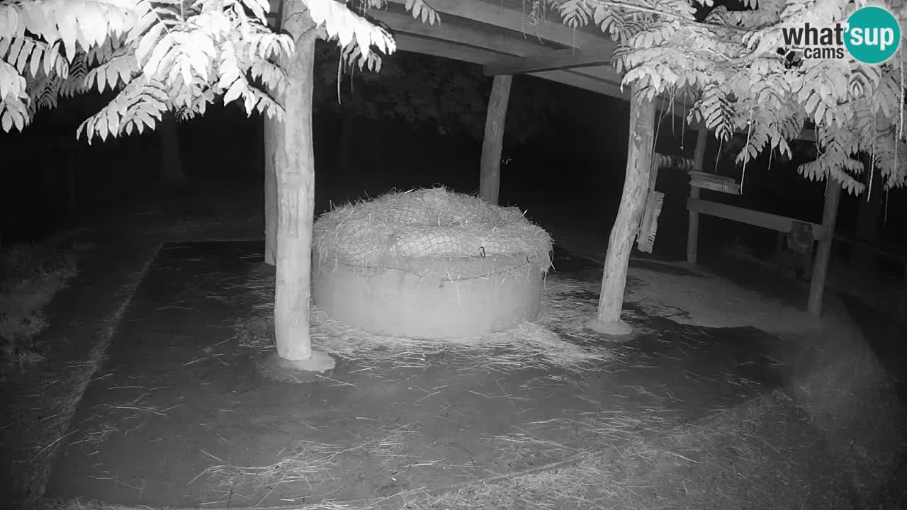Camera en vivo Cebras in Ljubljana ZOO – Eslovenia