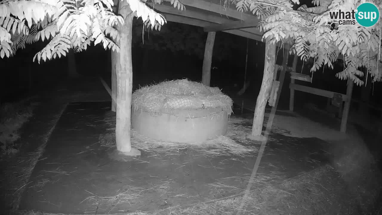 Le Zebre nello ZOO di Ljubljana – Slovenia Live webcam