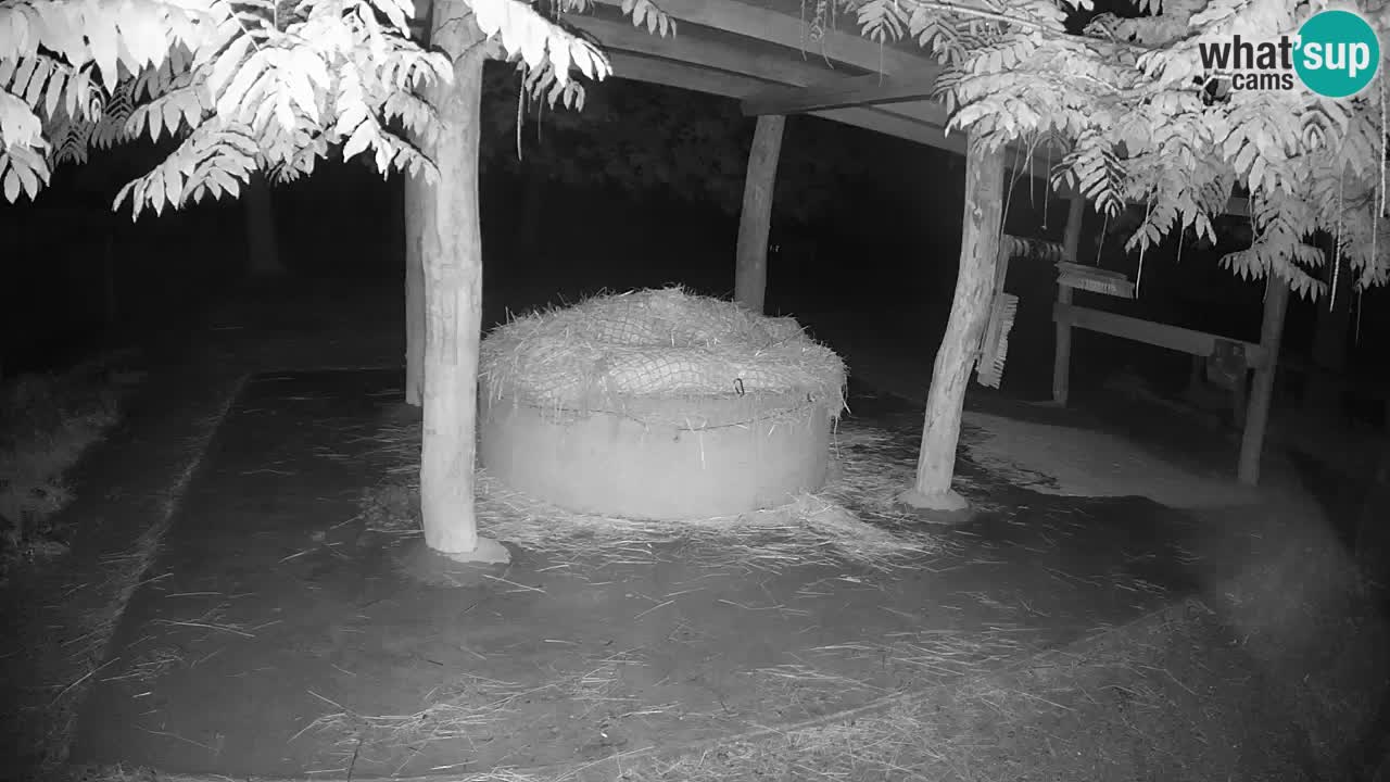 Live webcam Zebras in Ljubljana ZOO – Slovenia