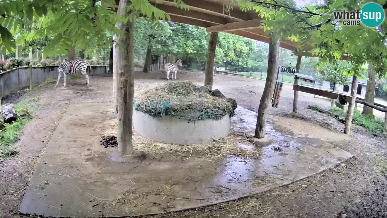 Live Webcam Zebras in Ljubljana ZOO – Slowenien