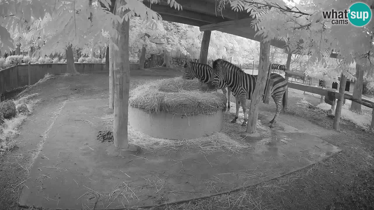 Live Webcam Zebras in Ljubljana ZOO – Slowenien