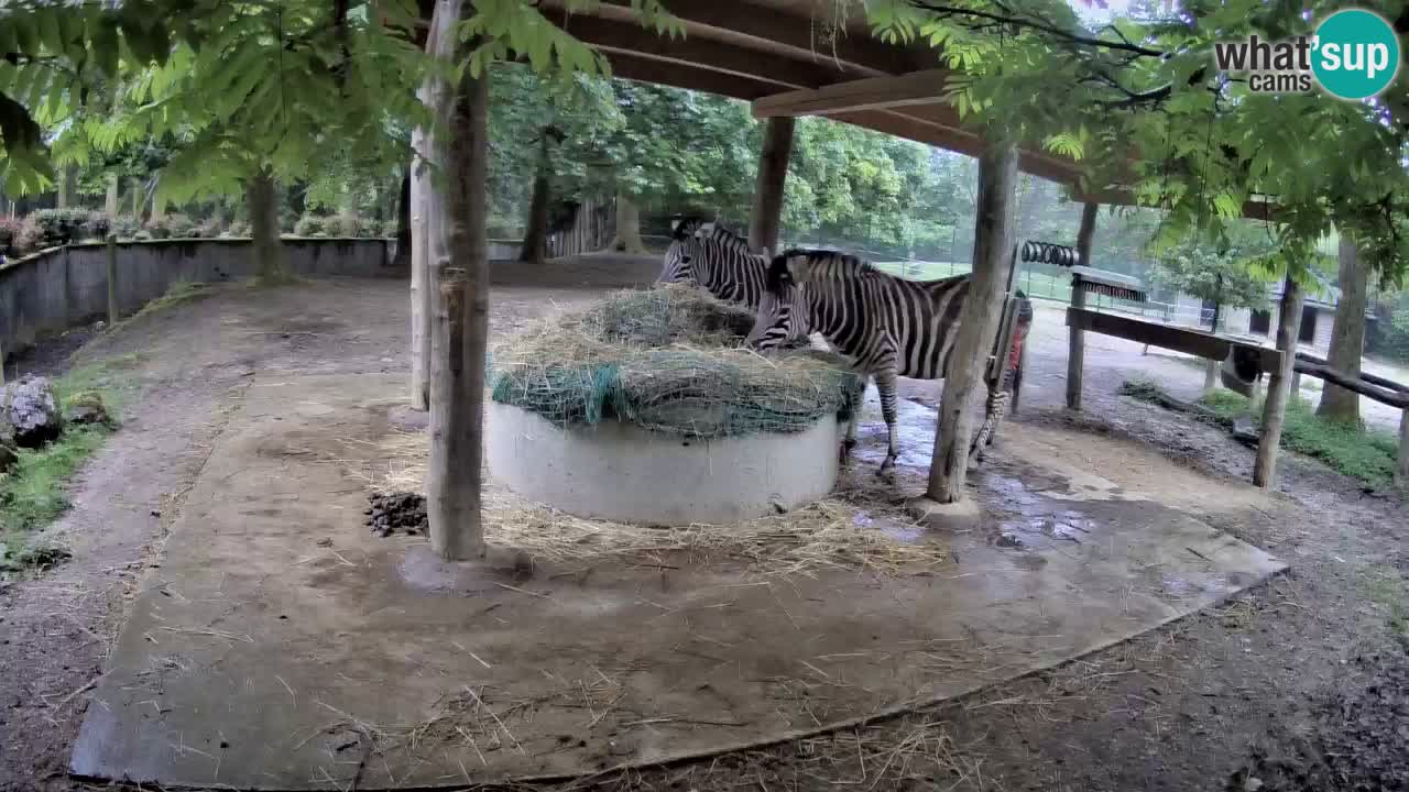 Live webcam Zebras in Ljubljana ZOO – Slovenia