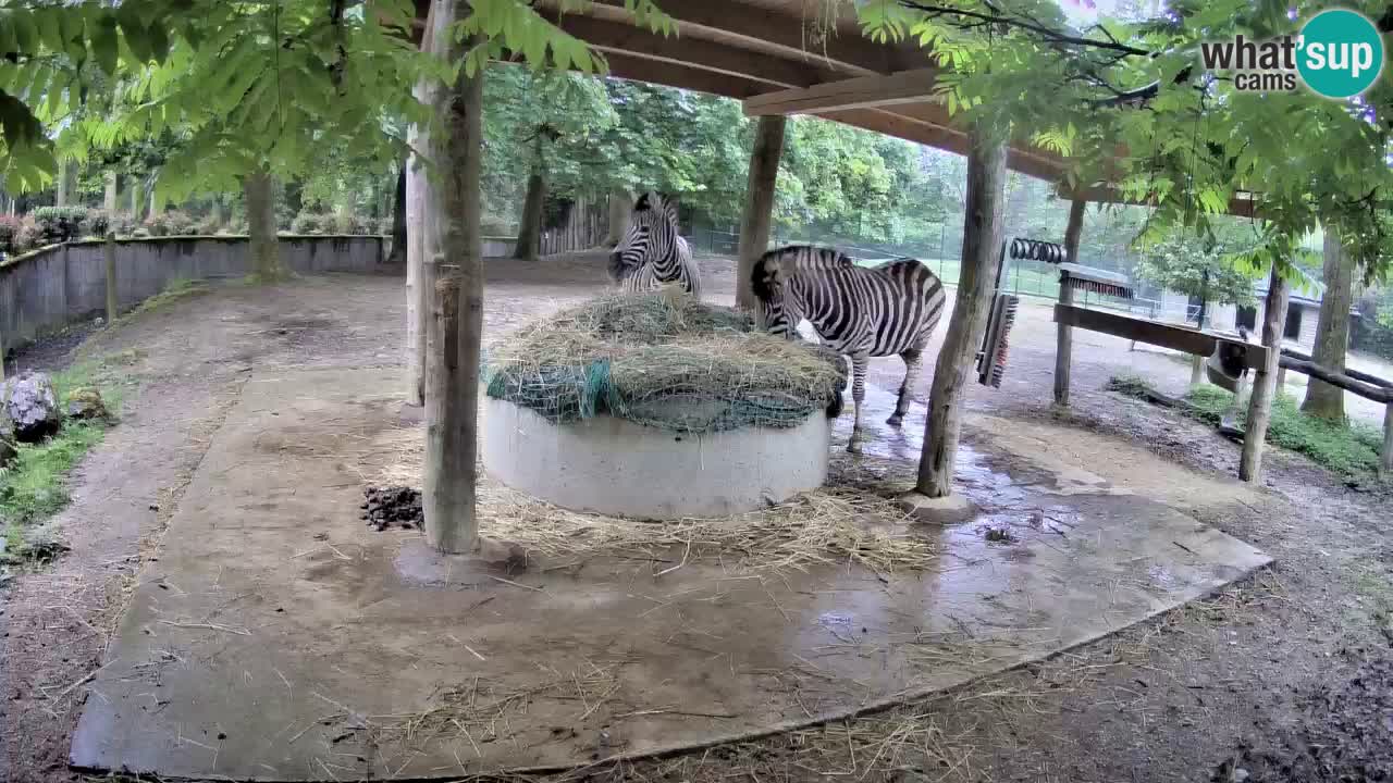 Web kamera uživo Zebras u ZOO Ljubljana – Slovenija