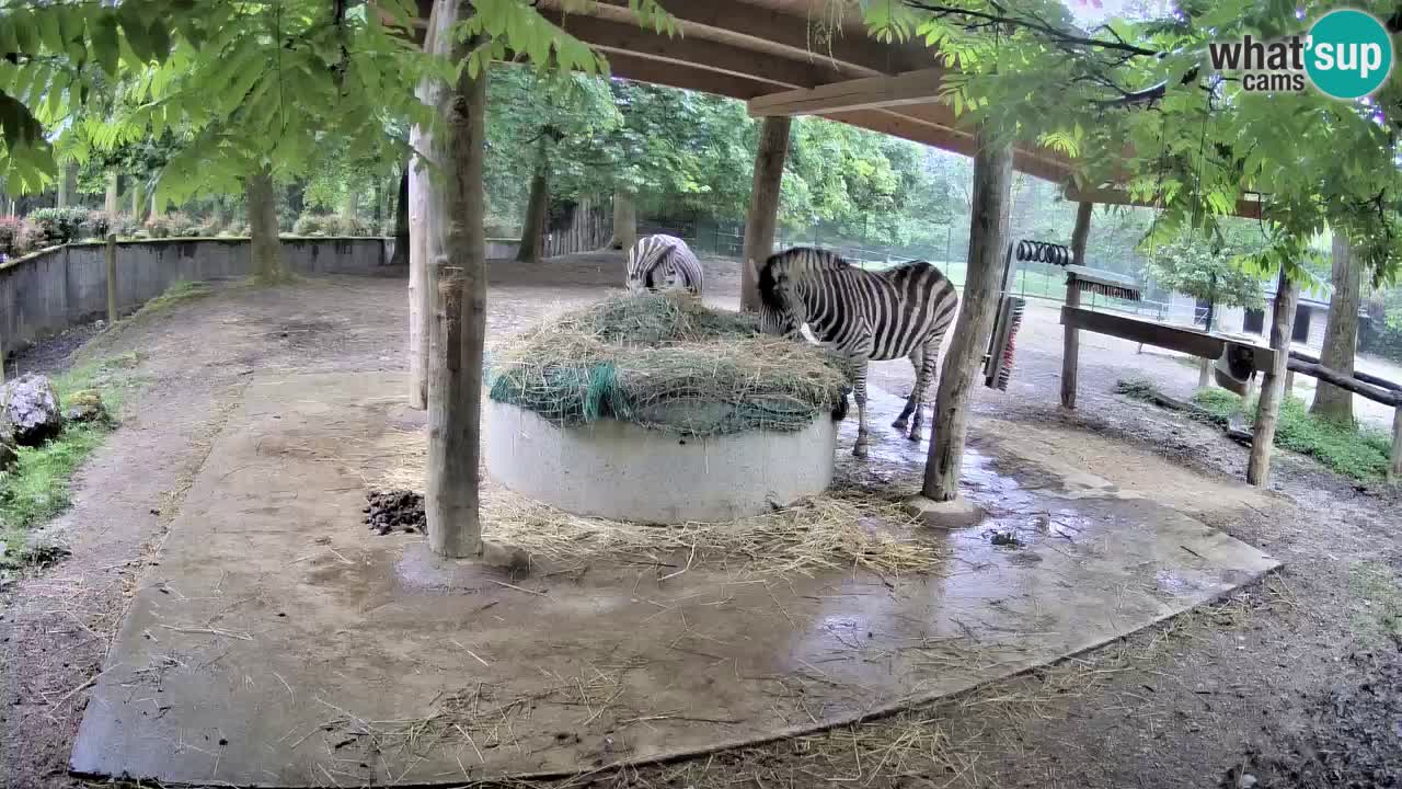 Zebre v živo v živalskem vrtu Ljubljana ZOO spletne kamere