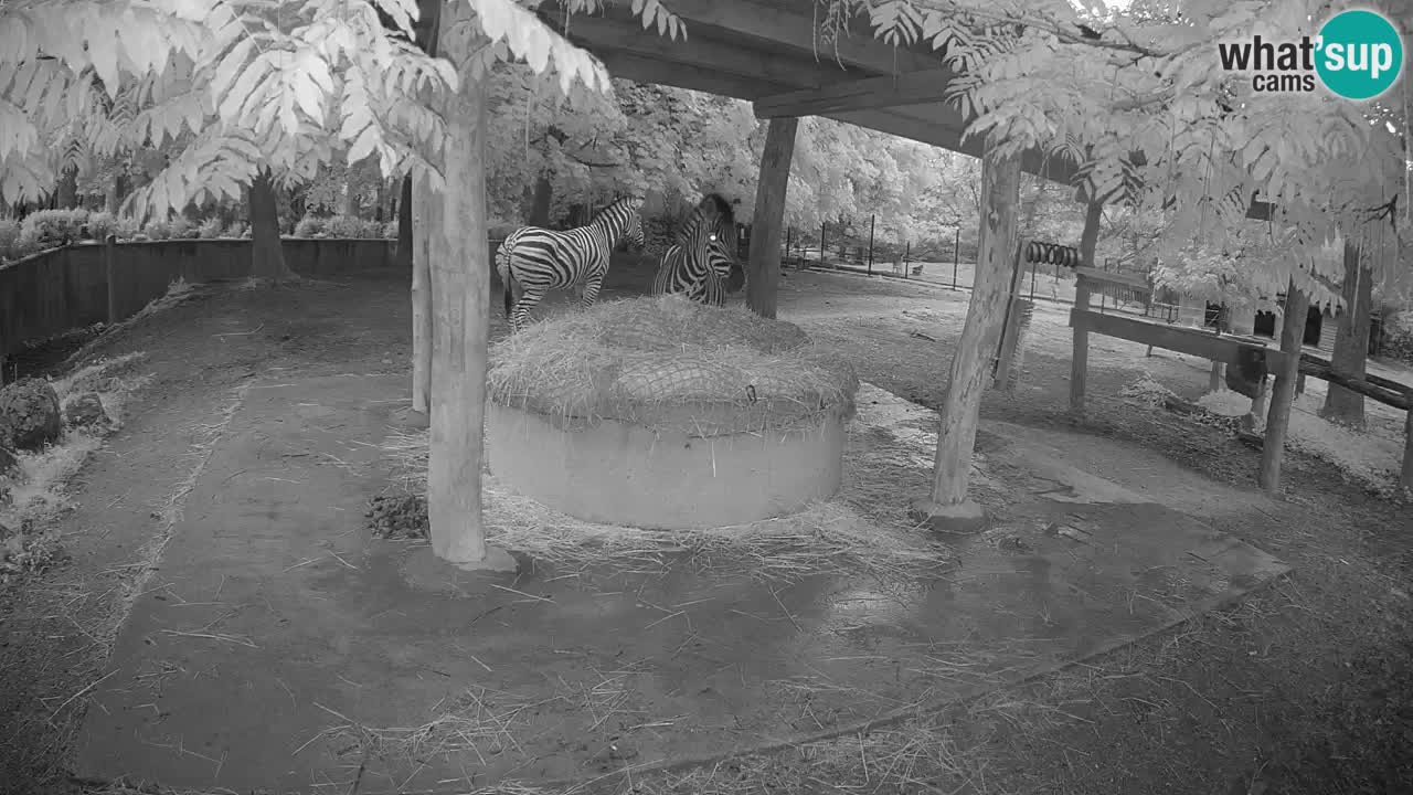 Live webcam Zebras in Ljubljana ZOO – Slovenia