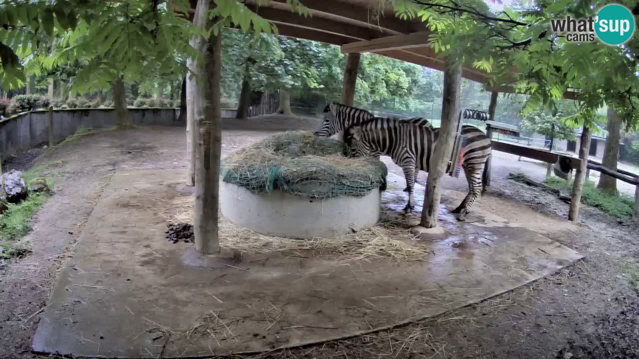 Live webcam Les zèbres in Ljubljana ZOO – Slovénie
