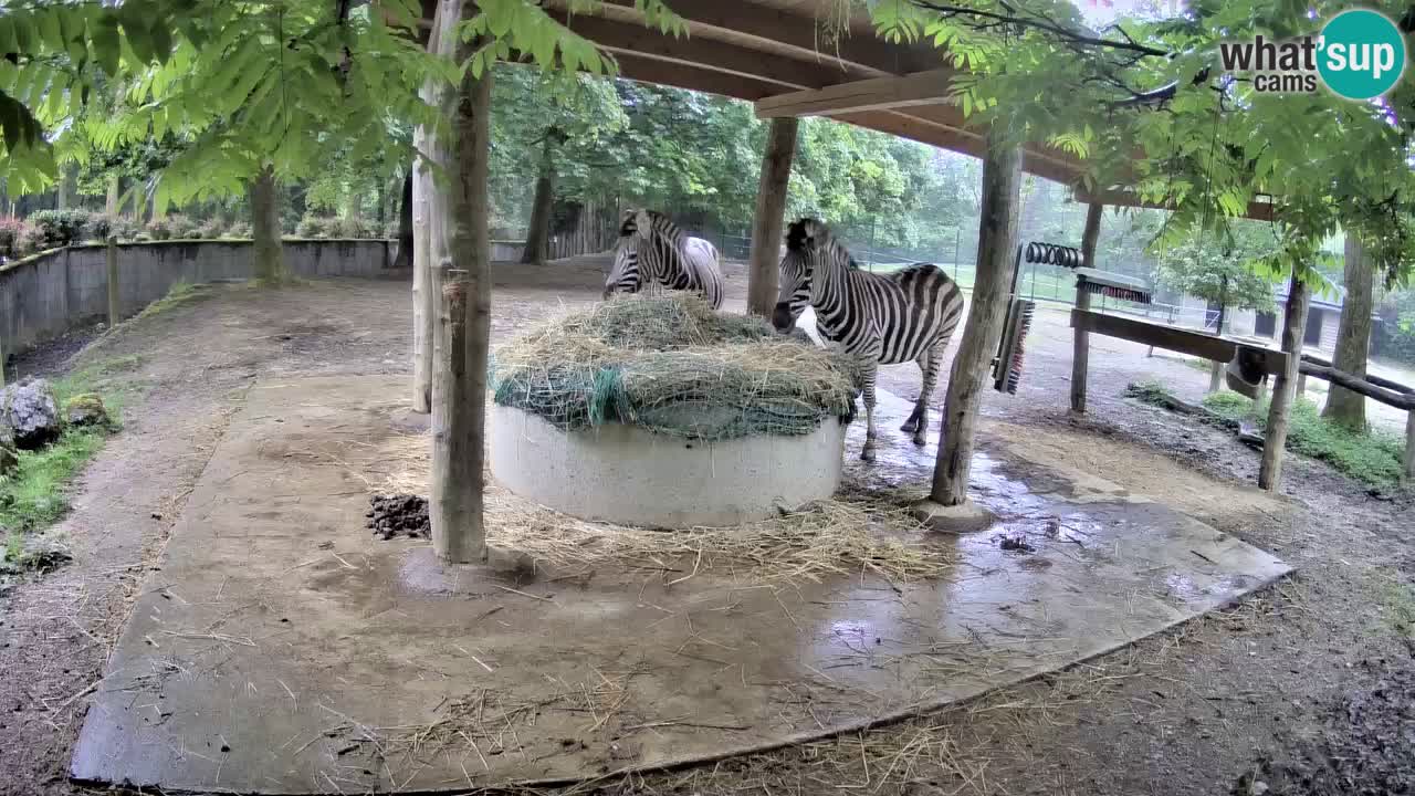 Live Webcam Zebras in Ljubljana ZOO – Slowenien